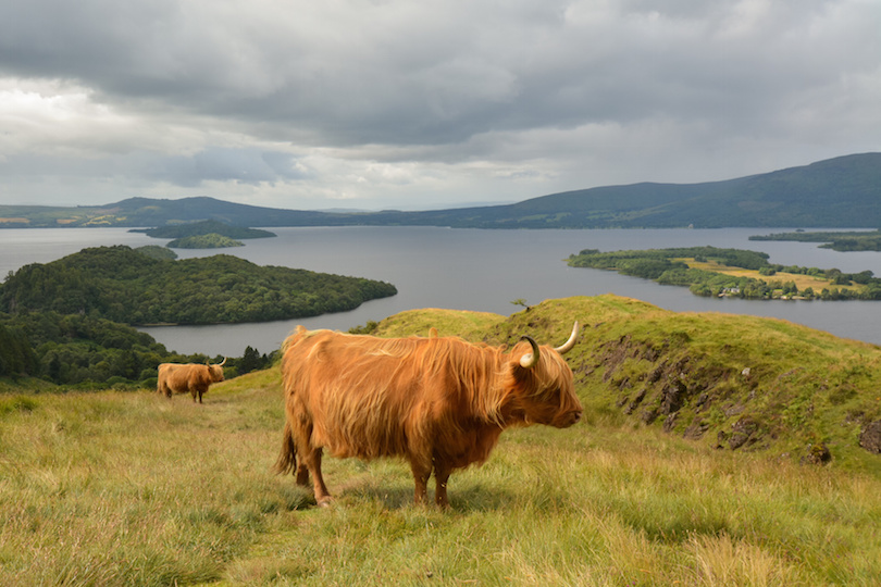Highland Cattle above Loch Lomond, Scotland